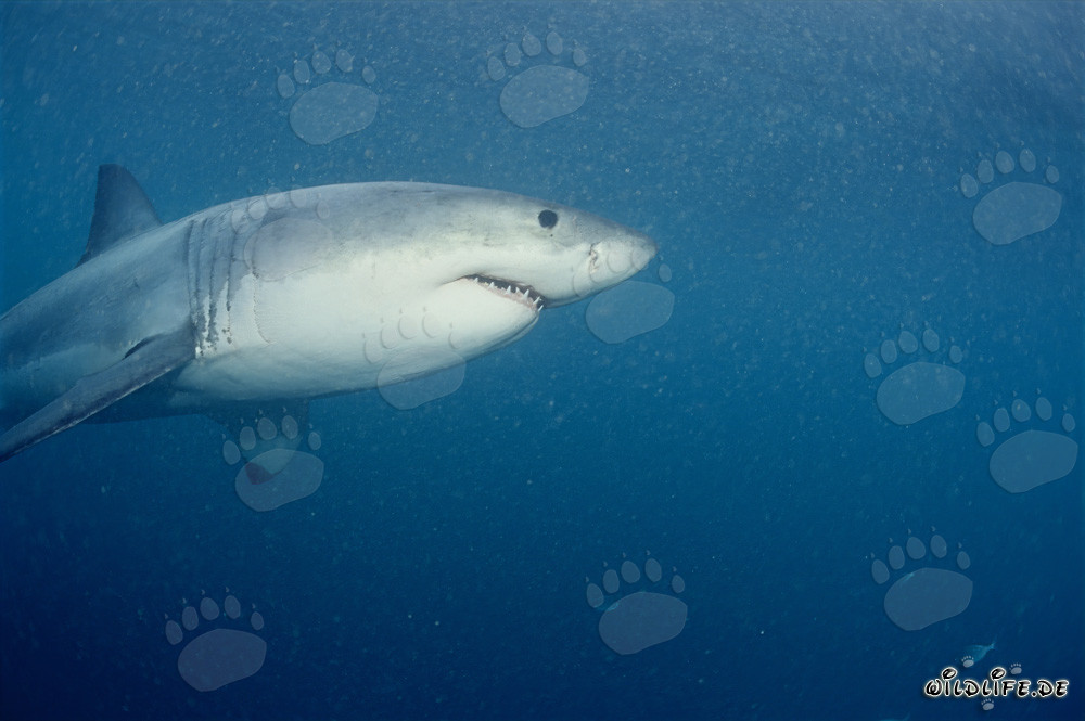 Grand requin blanc dans la zone des otaries près de Geyser Rock et de l'île Dyer