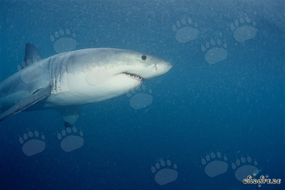 Great White Shark in the Seal Area near Geyser Rock and Dyer Island