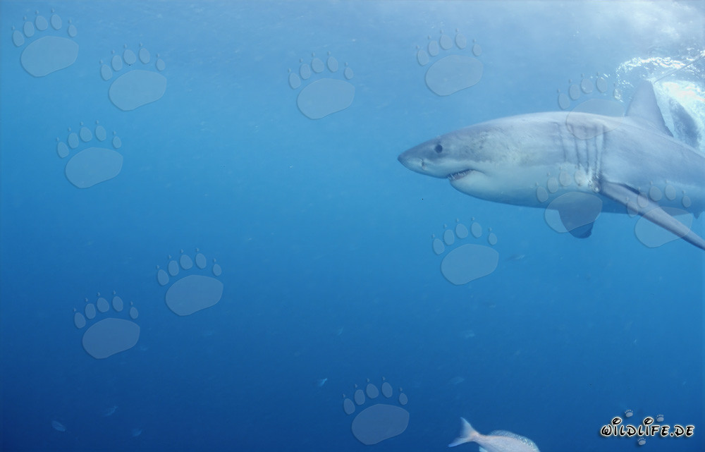 Powerful Great White Shark Hunting Seals off the Coast of Gansbaai