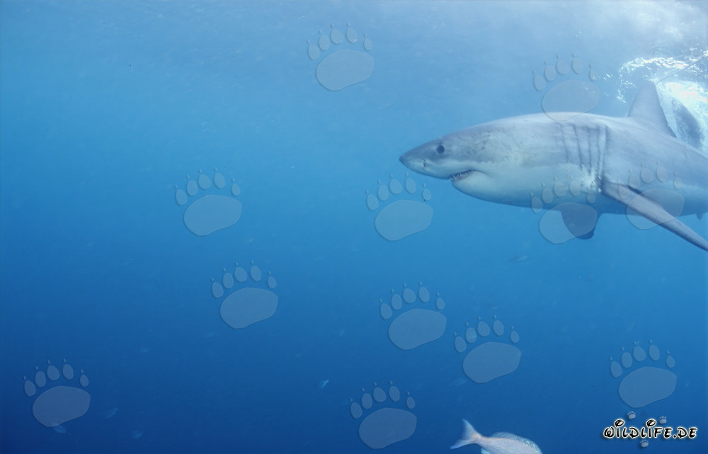 Puissant requin blanc chassant des phoques au large de Gansbaai