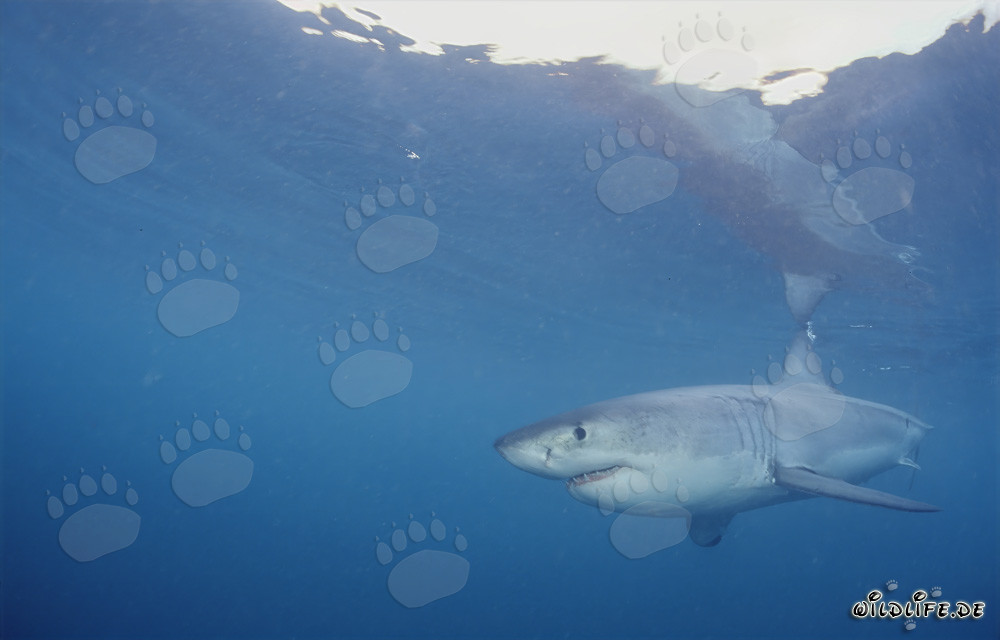 Grand requin blanc chasse des phoques en Afrique du Sud