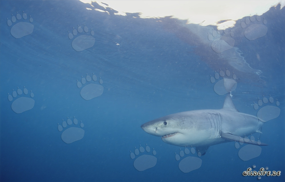 Great White Shark Hunting Seals in South Africa