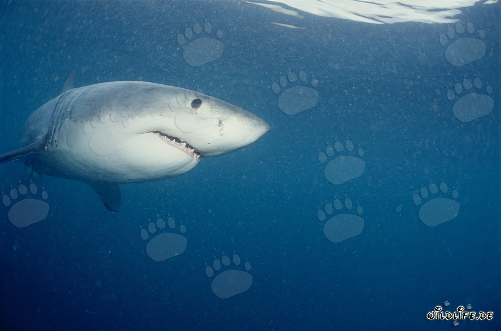 Jeune grand requin blanc devant l'île de Dyer et le rocher Gyser en Afrique du Sud