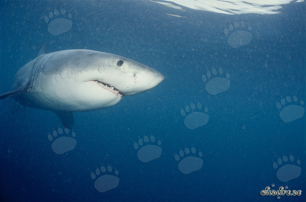Joven tiburón blanco frente a la isla de Dyer y el Roca Gyser en Sudáfrica