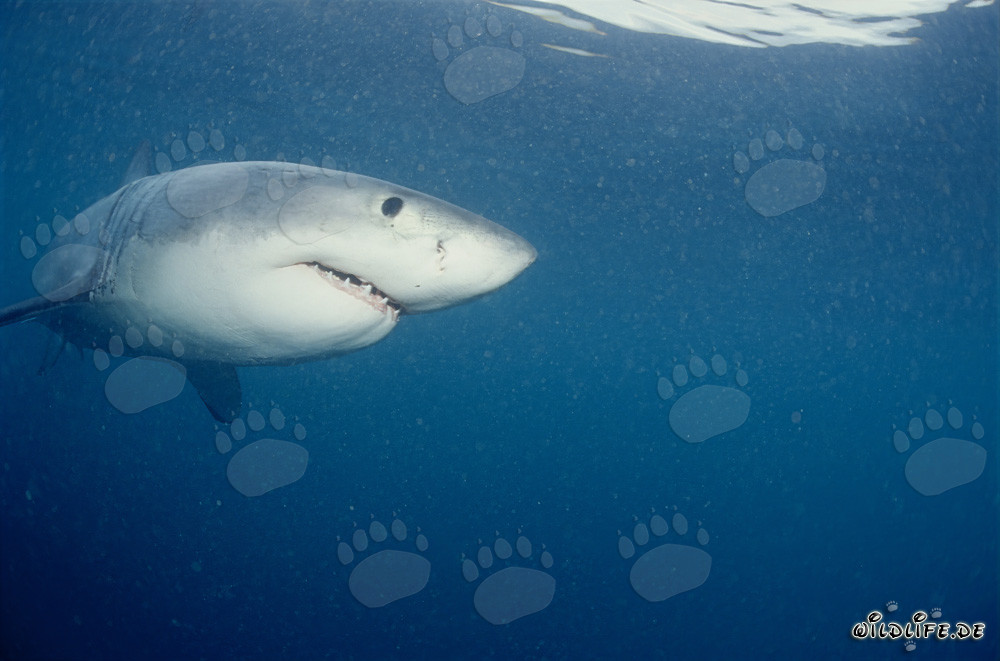 Young Great White Shark in front of Dyer Island and Gyser Rock in South Africa