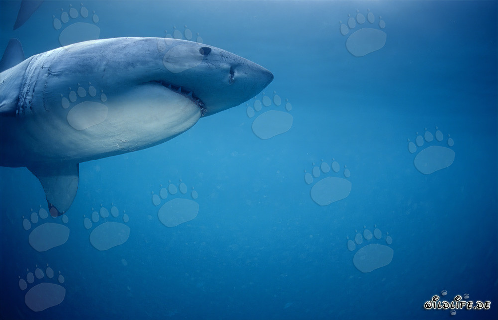 Gran tiburón blanco persigue focas del Cabo en Sudáfrica