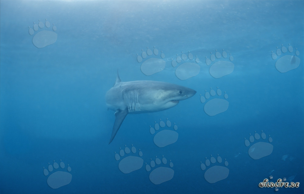 Depredador Majestuoso: El Gran Tiburón Blanco
