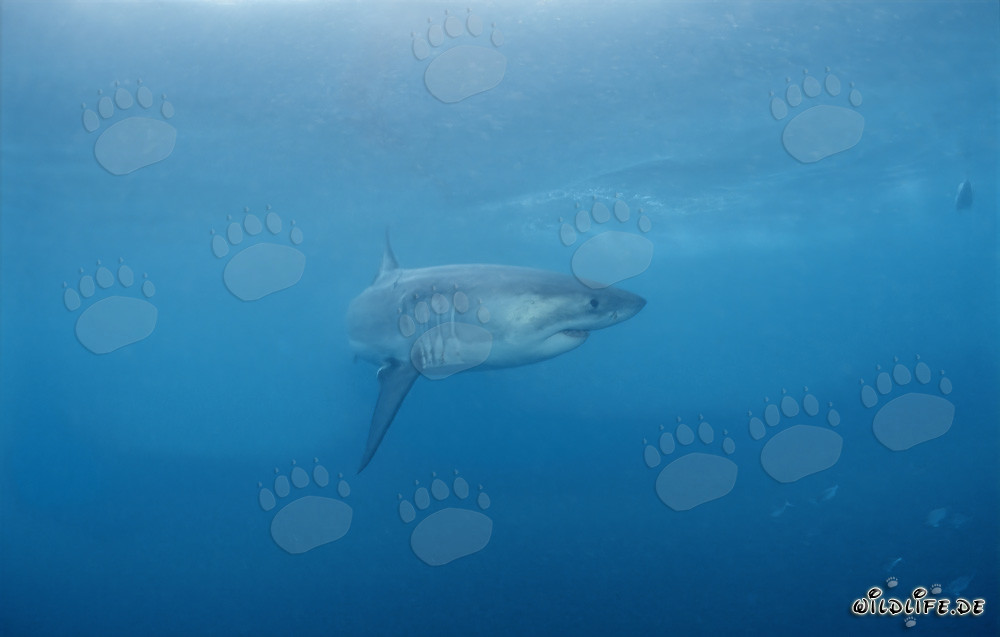 Le Grand Prédateur Majestueux : Le Grand Requin Blanc