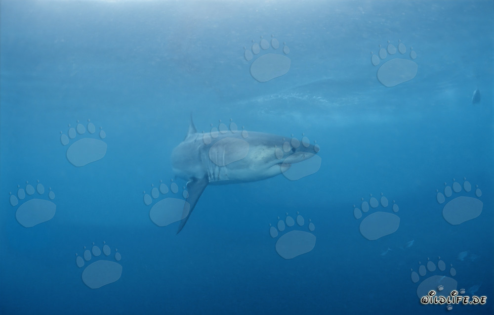 Majestic Predator: The Great White Shark