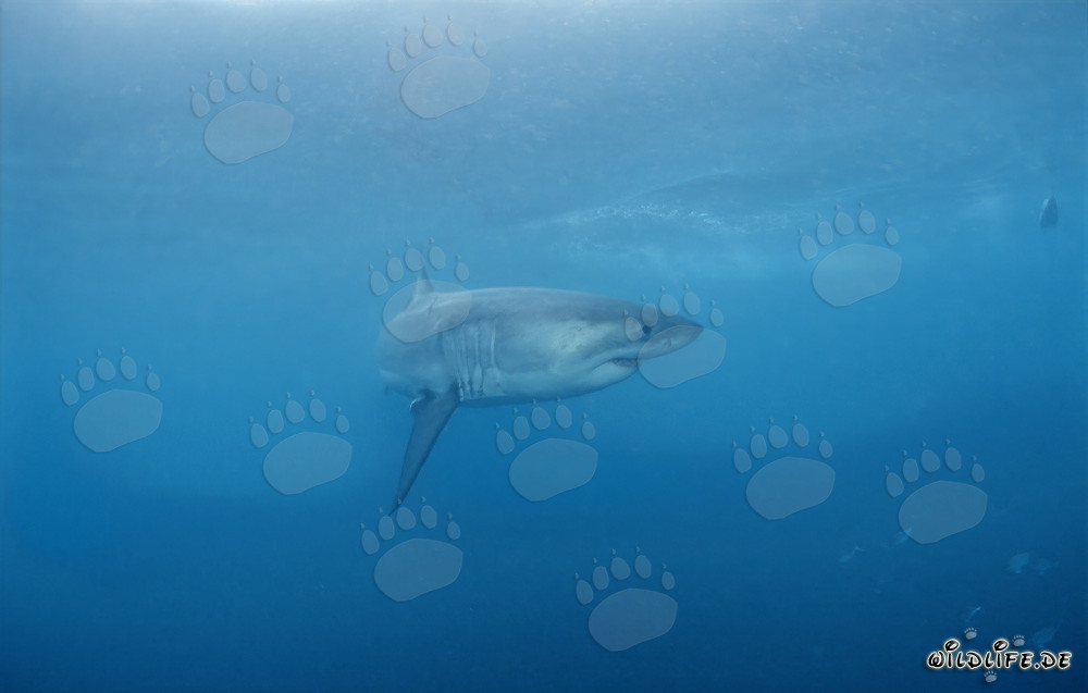 Predatore Maestoso: Lo Squalo Bianco