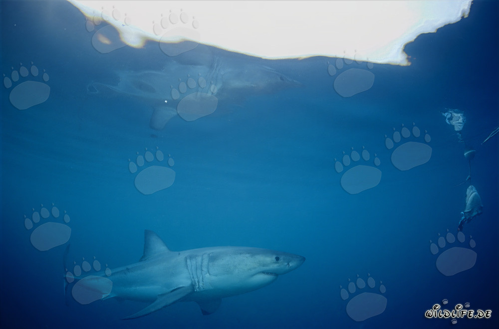 Great White shark reflecting on the water surface