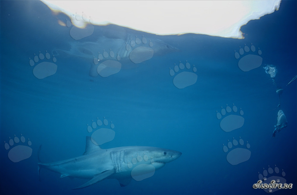 Gran tiburón blanco reflejándose en la superficie del agua