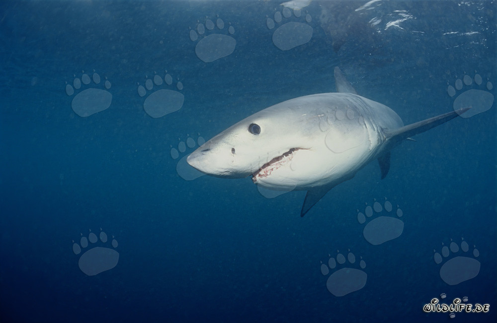 Jeune requin blanc à la recherche de nourriture