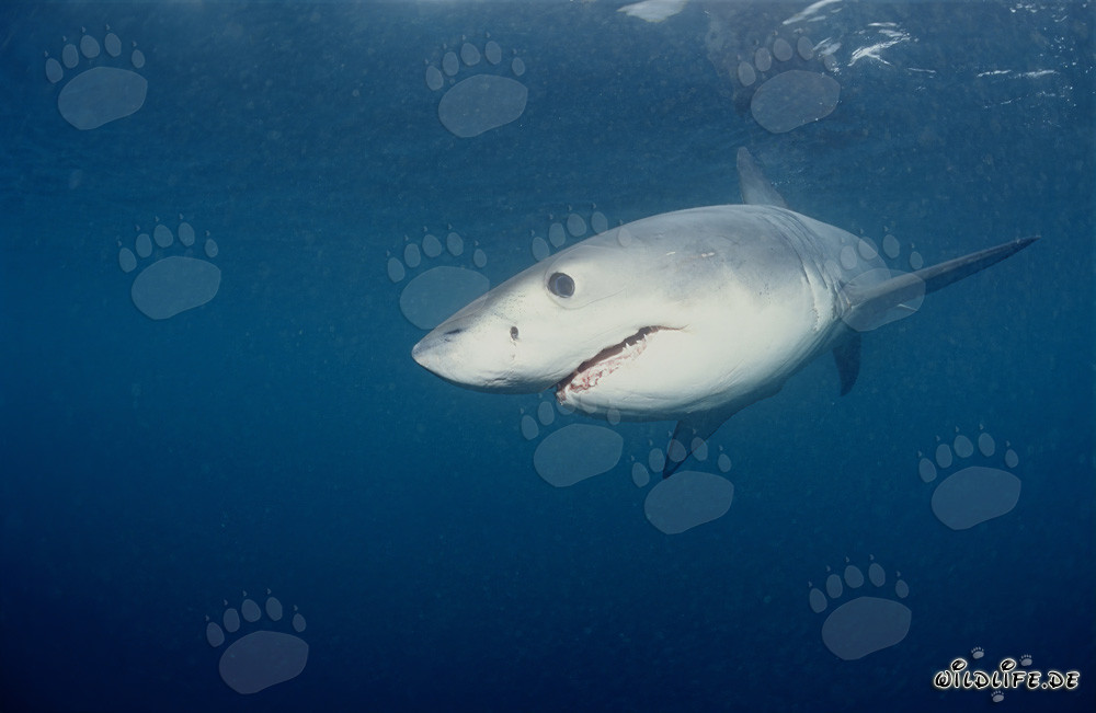 Joven tiburón blanco en busca de alimento