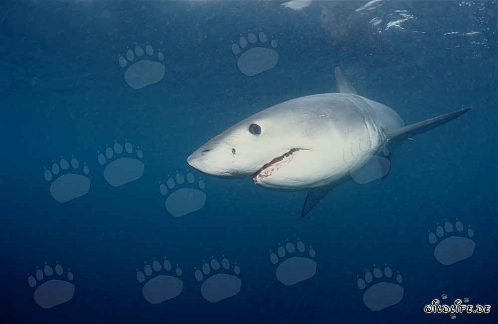 Young Great White Shark calf searching for food
