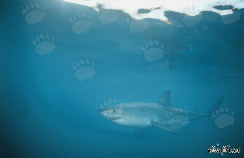 Fascinante Gran Tiburón Blanco en las aguas de Gansbaai