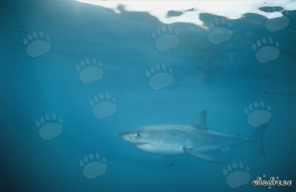 Fascinant Grand Requin Blanc dans les eaux de Gansbaai