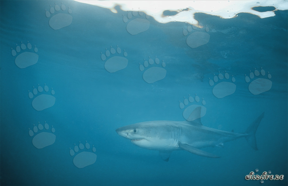 Fascinating Great White Shark in the Waters off Gansbaai