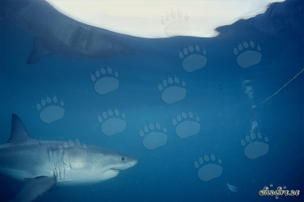 Le grand requin blanc nage sous la surface de la mer