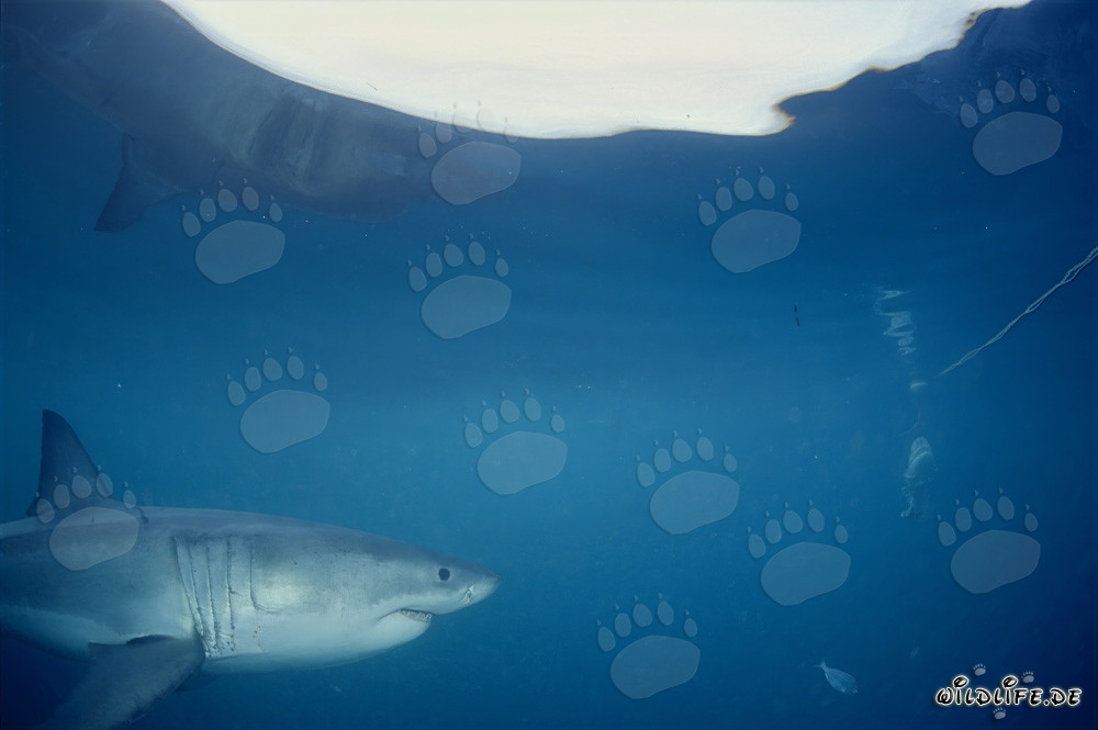 Majestic Great White Shark swimming beneath the sea surface