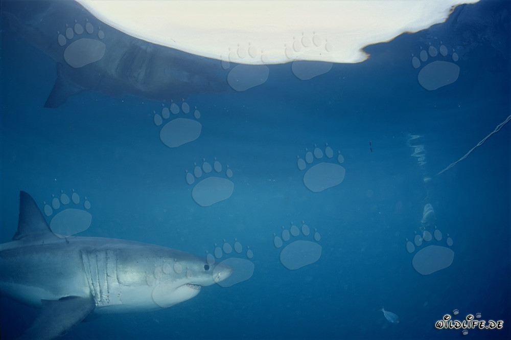 El majestuoso tiburón blanco nada bajo la superficie del mar