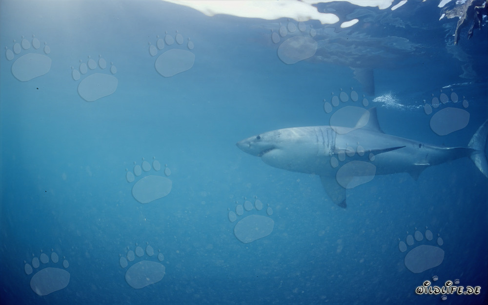 Grand requin blanc - Prédateur suprême dans la région des phoques au large de la côte sud-africaine