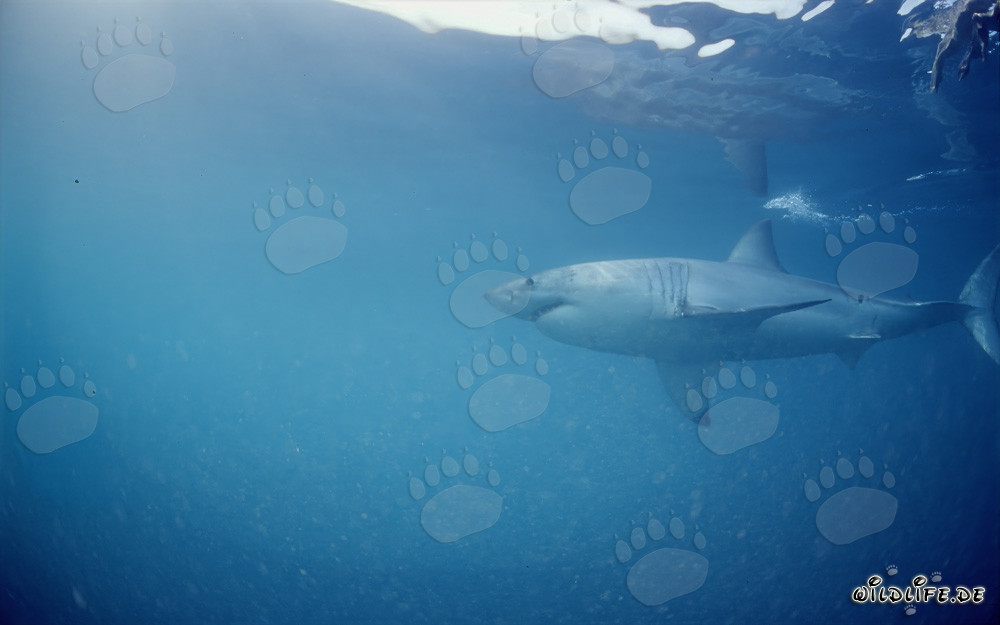 Grande squalo bianco - Predatore di vertice nell'area delle foche al largo della costa sudafricana