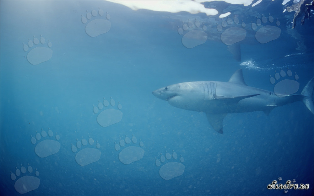 Great White Shark - Top Predator in the Seal Area off the Coast of South Africa