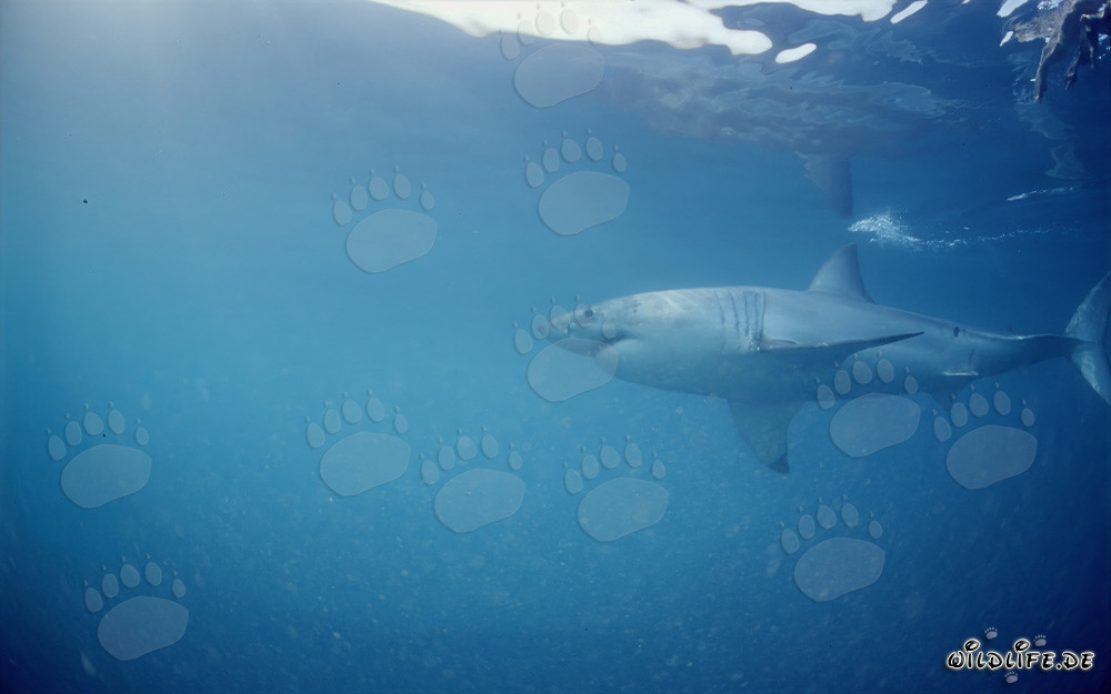 Tiburón blanco - Gran depredador en la zona de focas frente a la costa de Sudáfrica
