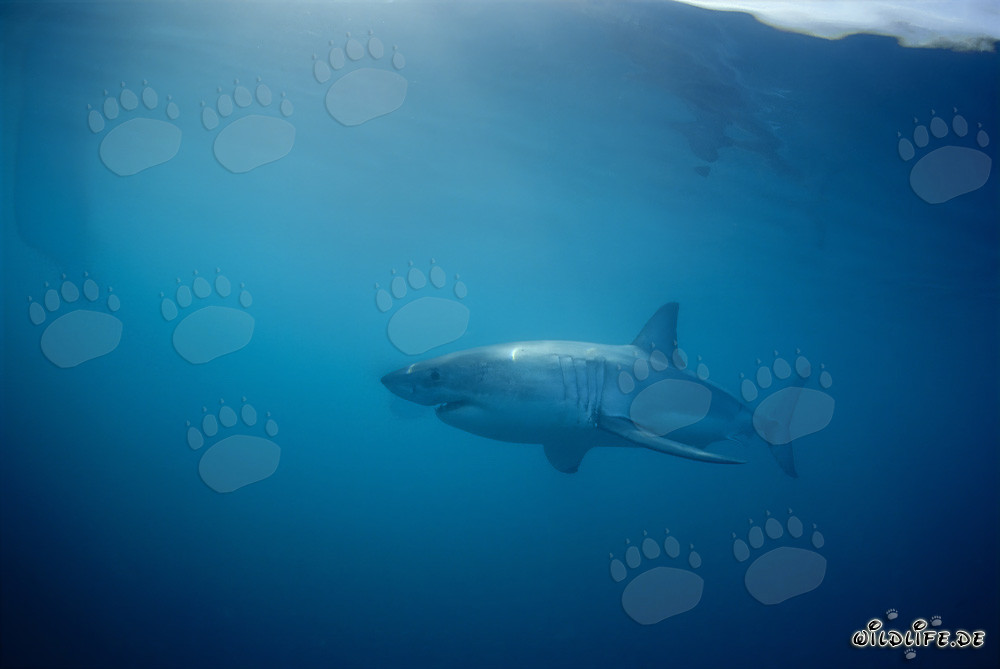 Great White Shark