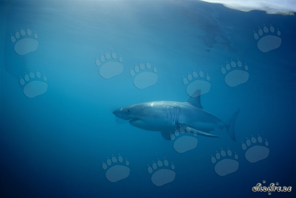Requin blanc devant l'île de Dyer