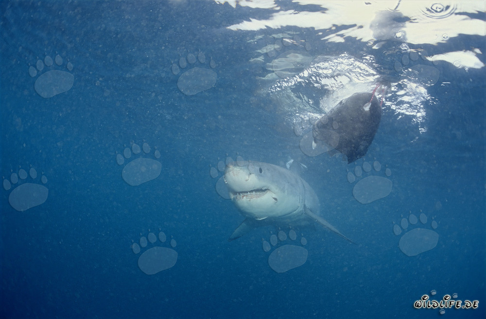 Baby Great White Shark