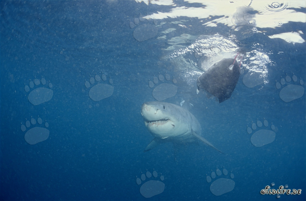 Bebé Tiburón Blanco en el Señuelo de Pescado
