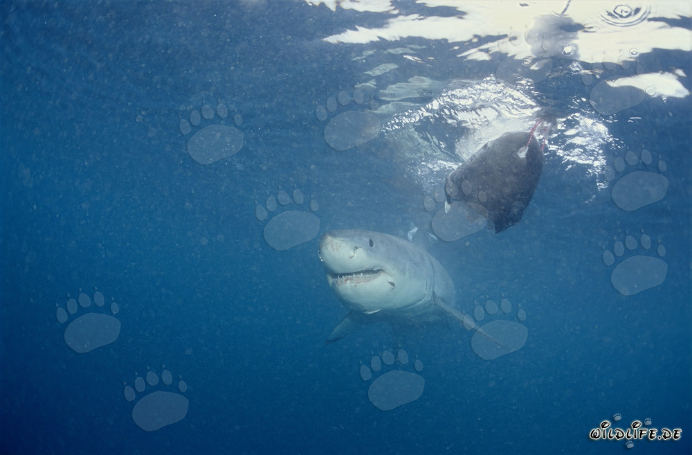 Jeune Requin Blanc près du Leurre de Poisson