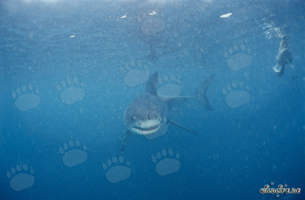 Baby Great White Shark near Dyer Island