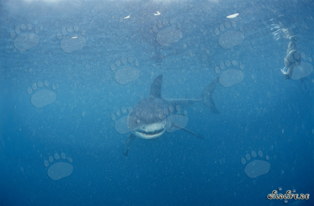 Jeune requin blanc près de l'île de Dyer