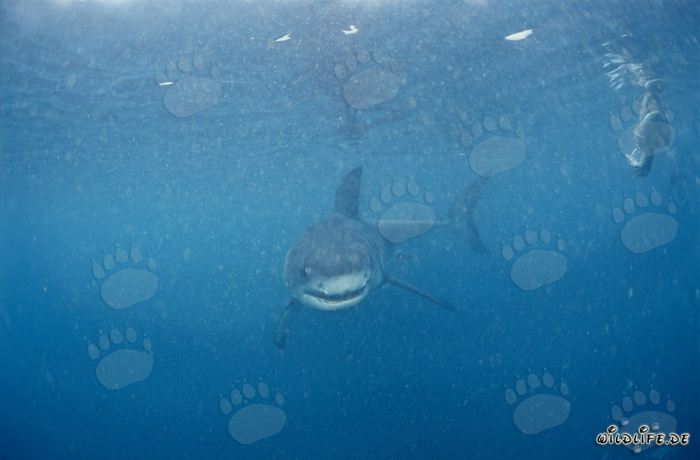 Tiburón Blanco Bebé cerca de la Isla de Dyer