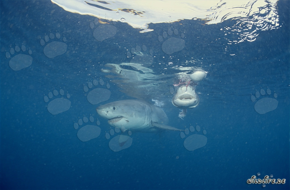 Le redoutable prédateur requin blanc et sa mauvaise réputation