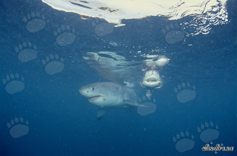 The feared predator Great White Shark and its bad reputation