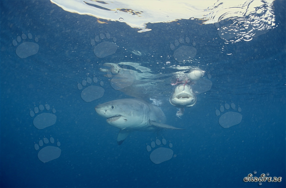 Der gefürchtete Raubfisch Weißer Hai und sein schlechter Ruf