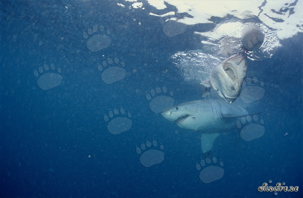 Gran Tiburón Blanco en Dyer Island, Sudáfrica