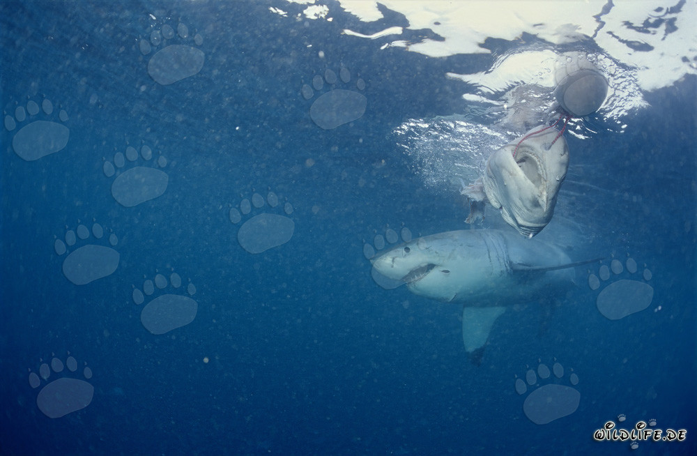 Grande Squalo Bianco a Dyer Island, Sudafrica
