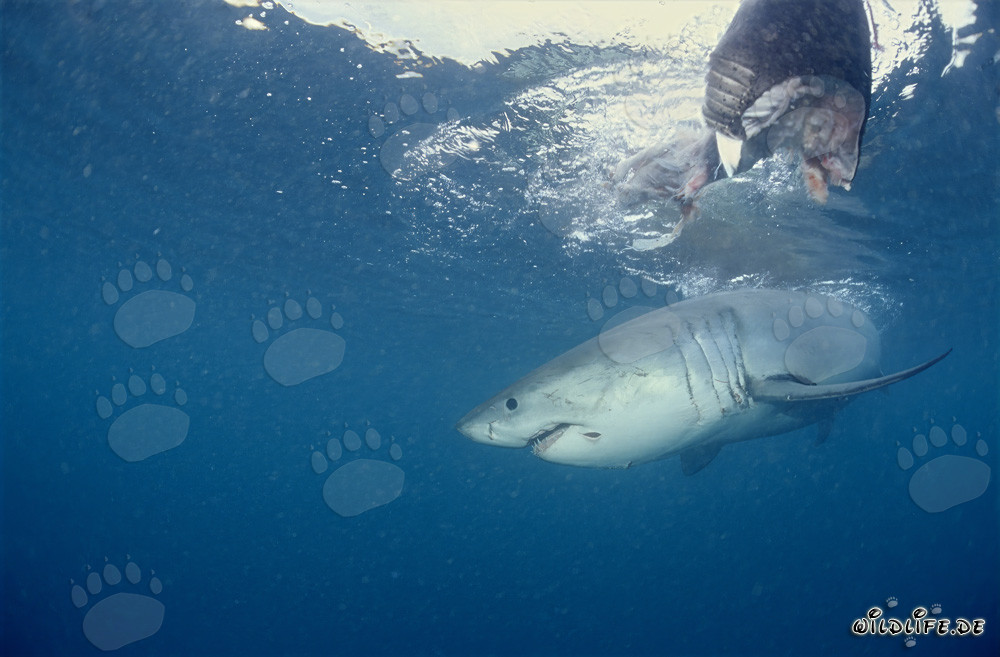 Gran tiburón blanco majestuoso bajo el cebo de pescado