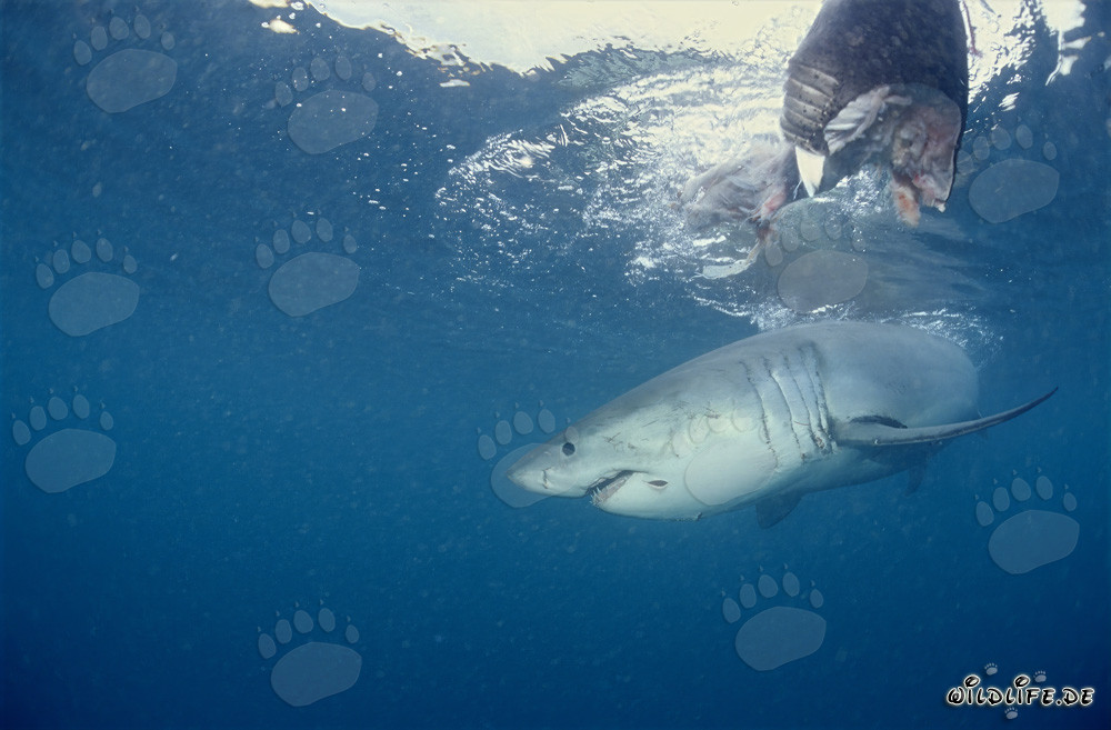 Majestätischer Weißer Hai unterhalb des Fischköders