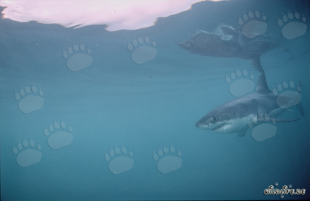Jeune exemplaire du grand requin blanc en chasse