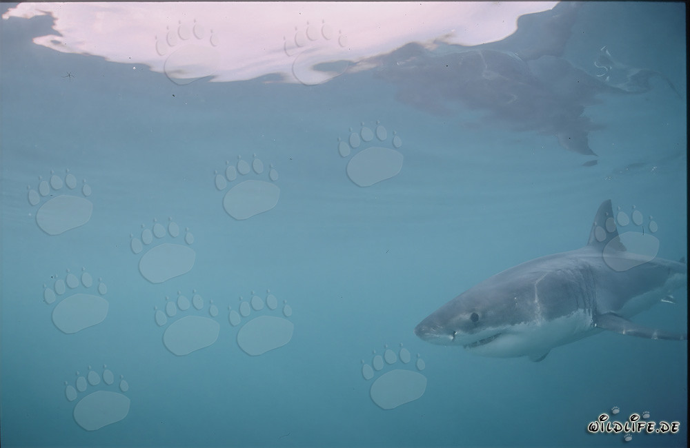 Great White Shark Hunting for Prey