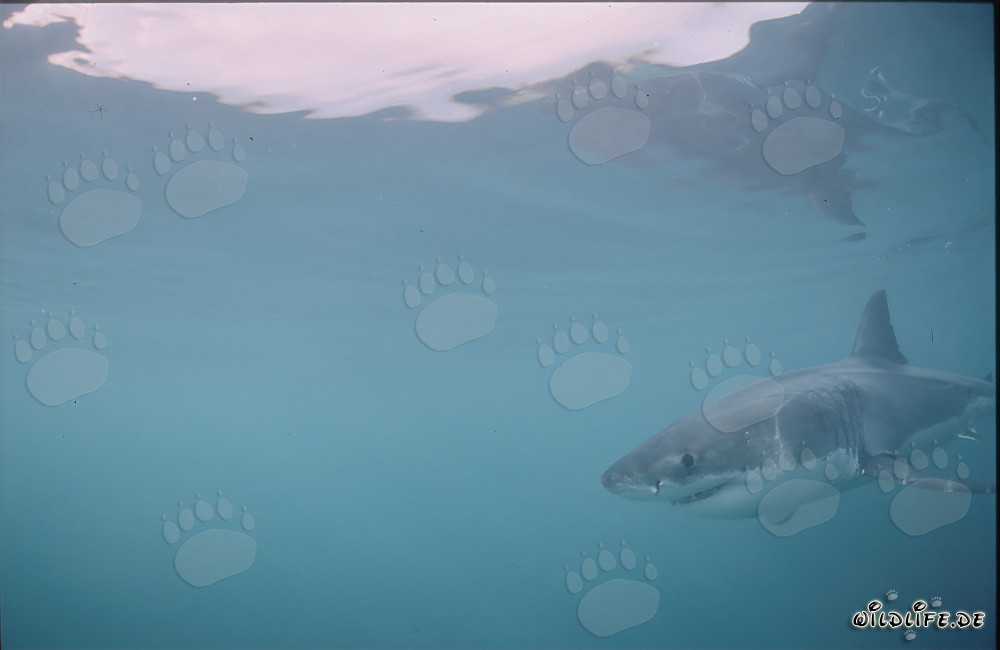 Requin blanc à la recherche de proie