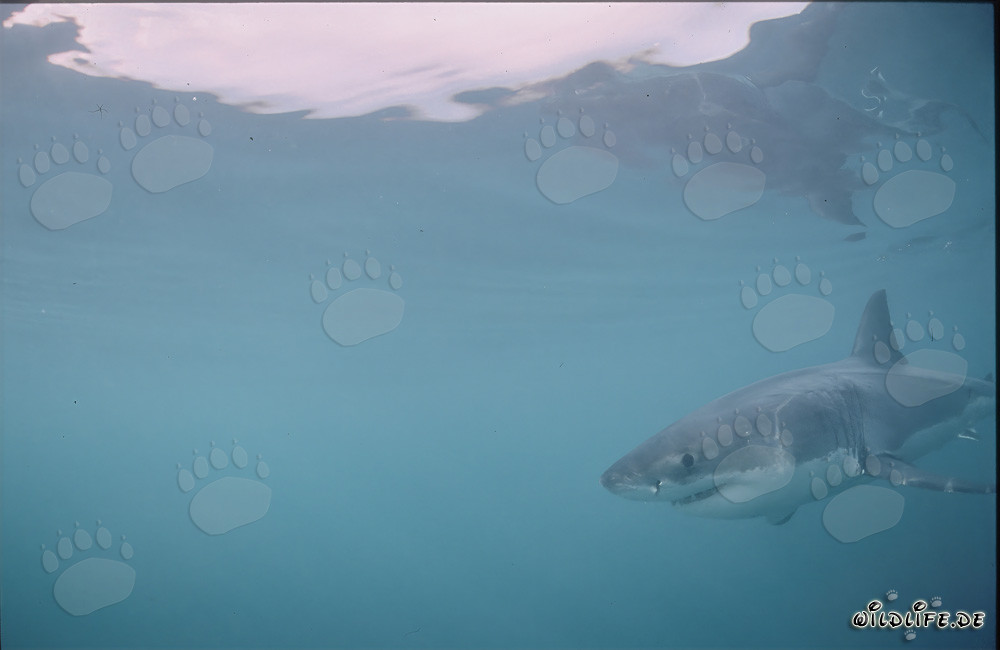 Tiburón blanco en busca de presa