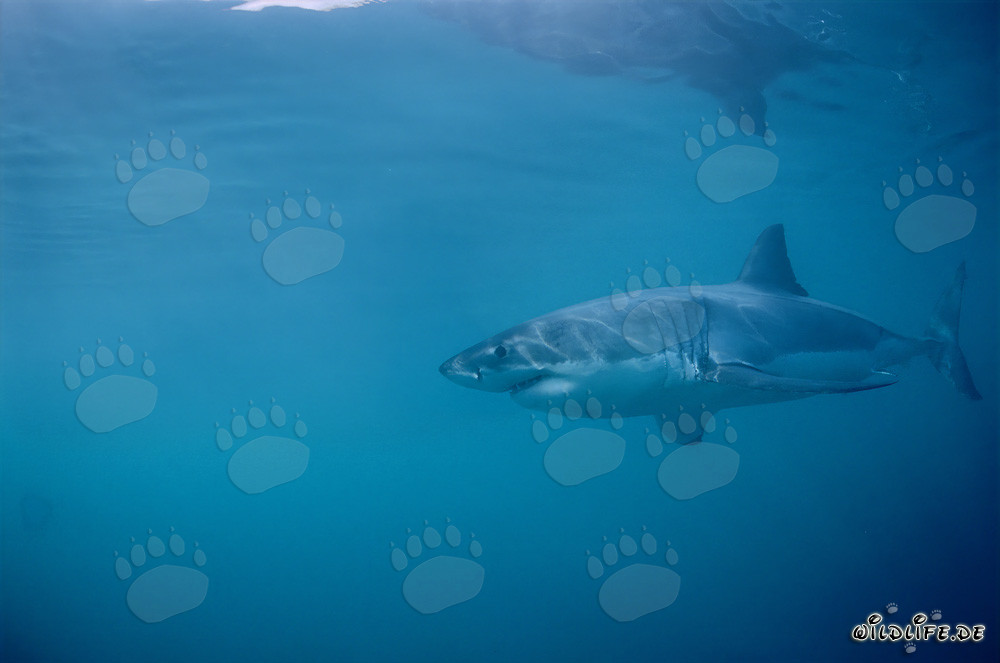 Fascinating Great White Shark near Dyer Island in South Africa