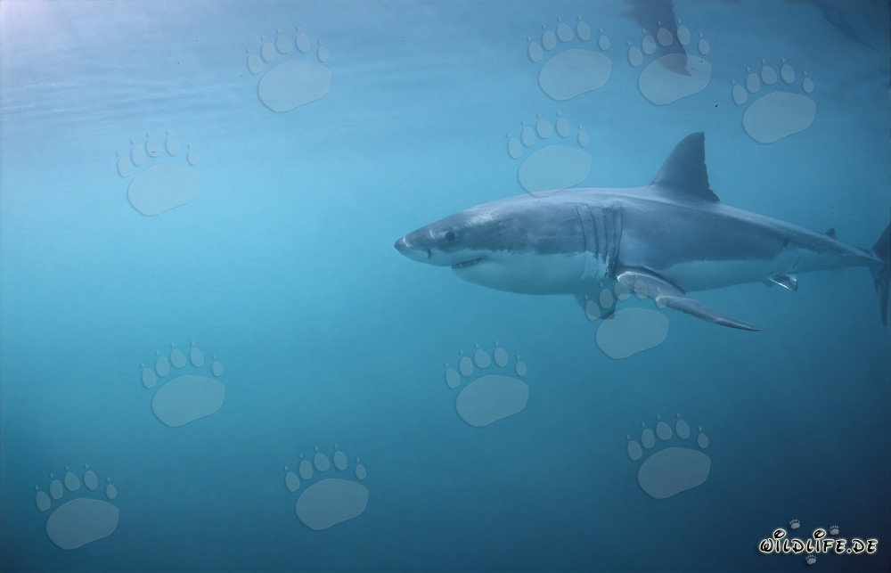 Majestic Great White Shark Hunting near Geyser Rock